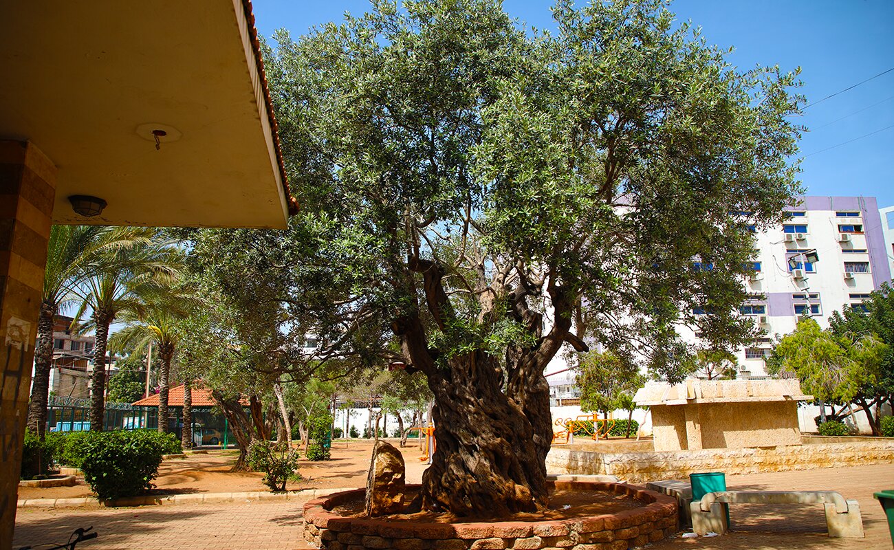 garden 33